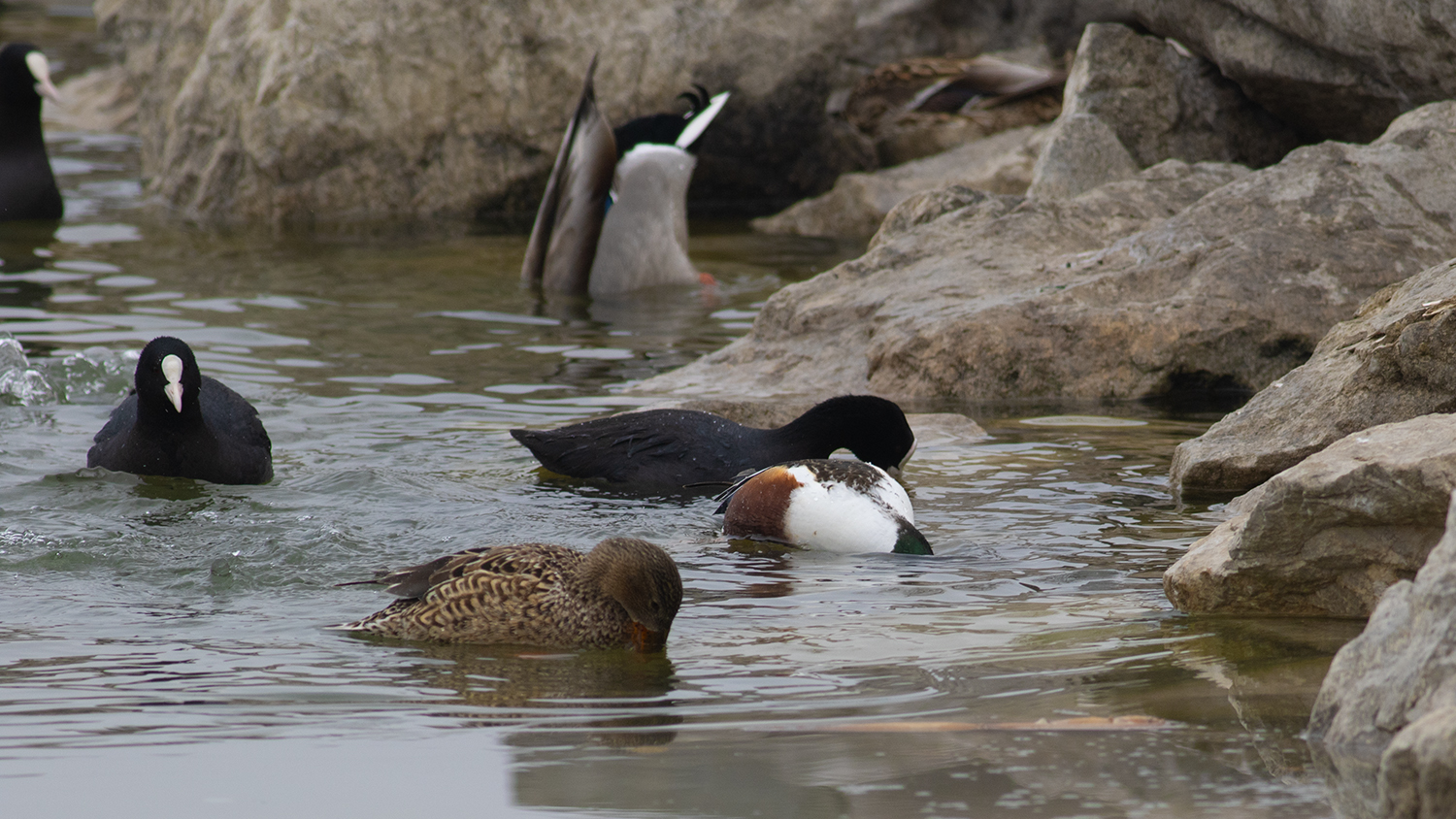 Northern Shoveler